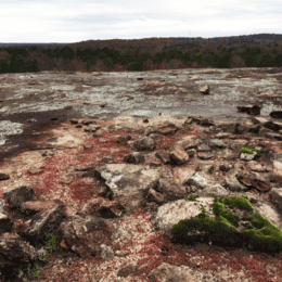 Solution pit with diamorpha and moss growing