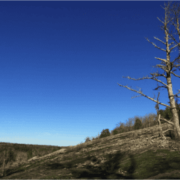 Panola Mountain is accessed through guided hikes with Panola Mountain State Park rangers and volunteers.