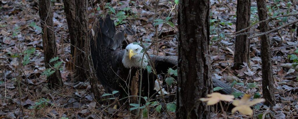 Injured bald eagle near Eleven Mile State Park rescued using a