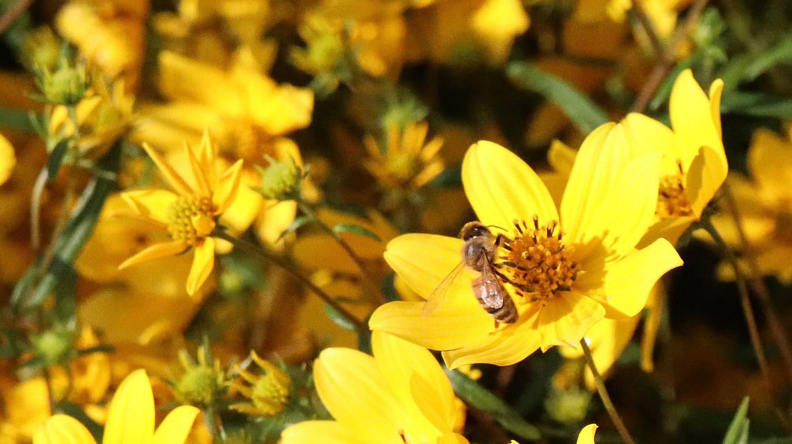 Support Pollinators in the National Heritage Area