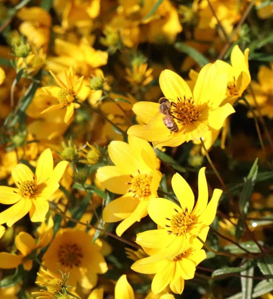 support pollinators