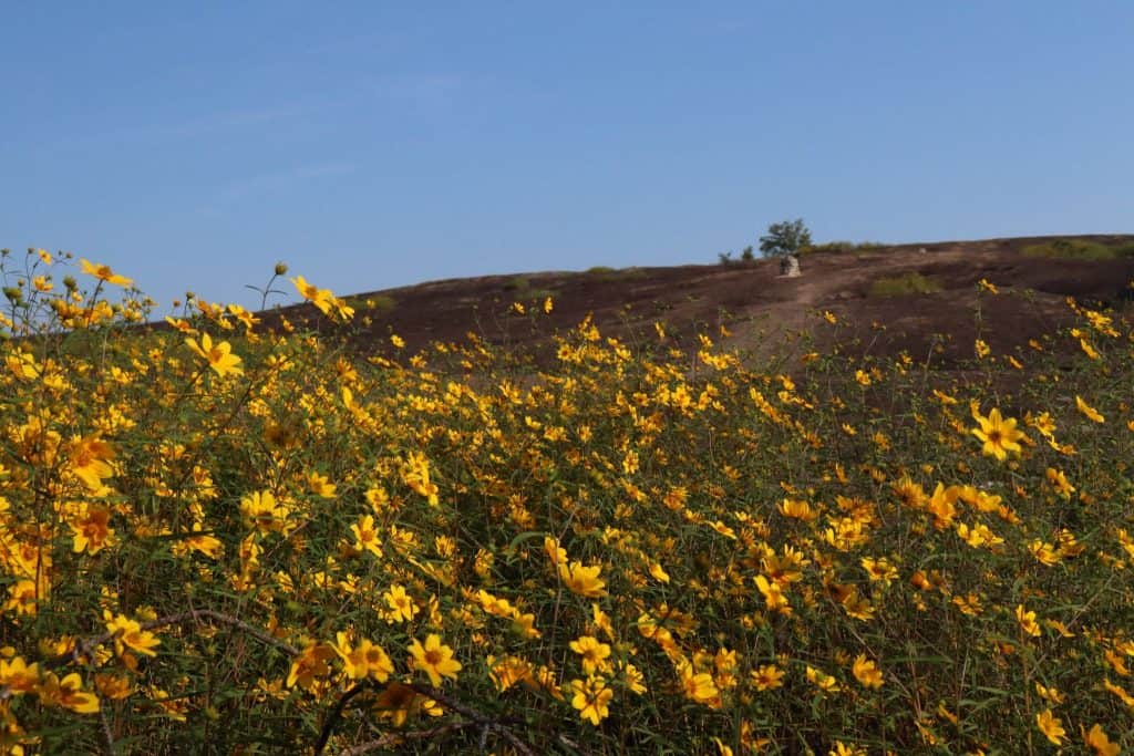daisy days triple hike