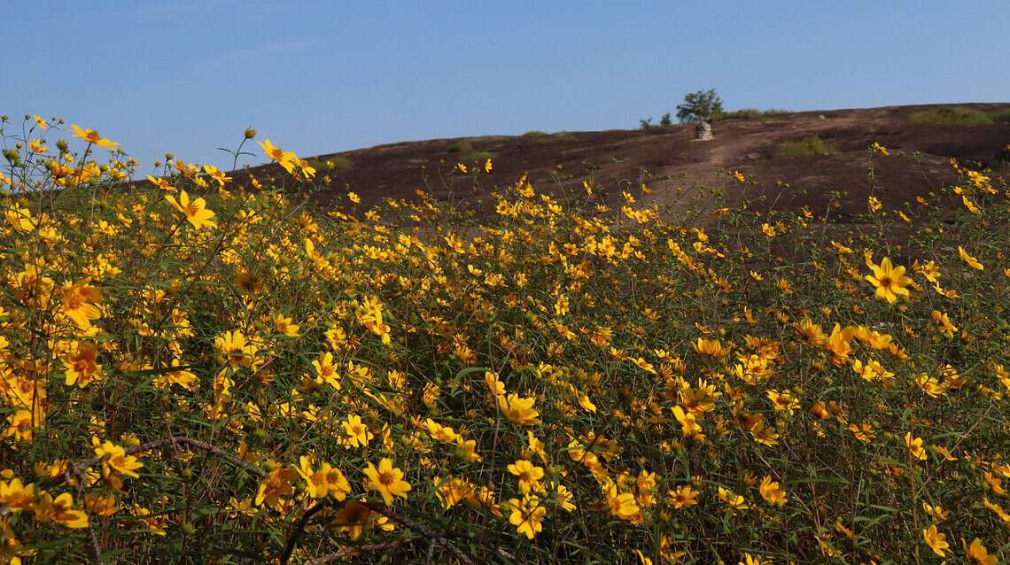 Daisy Days Triple Hike: Finished So Far!