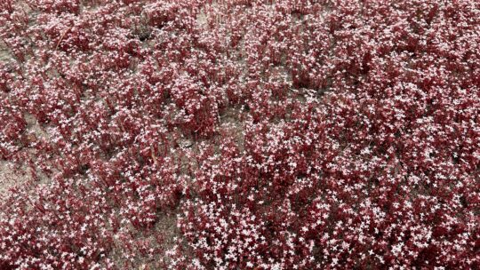 All About That “Red Stuff” – Diamorpha At Arabia