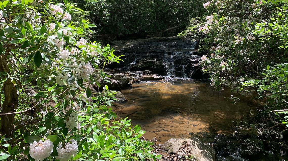 Mountain Laurel: April Showers Brought May Flowers to Arabia Mountain