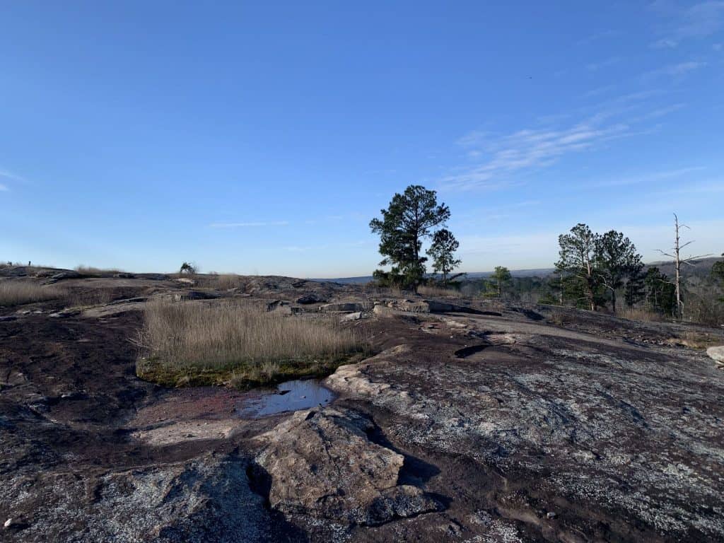 Hidden Life at Arabia Mountain