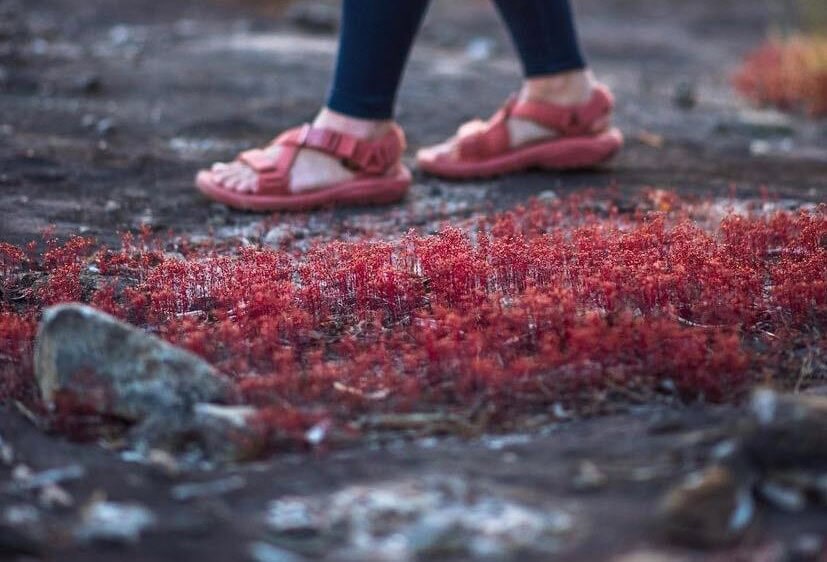 Preserve the Park with Latinxhikers