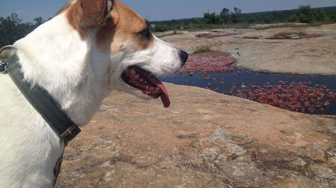 are dogs allowed at arabia mountain