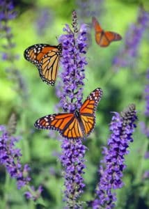 Arabia Mountain Pollinators