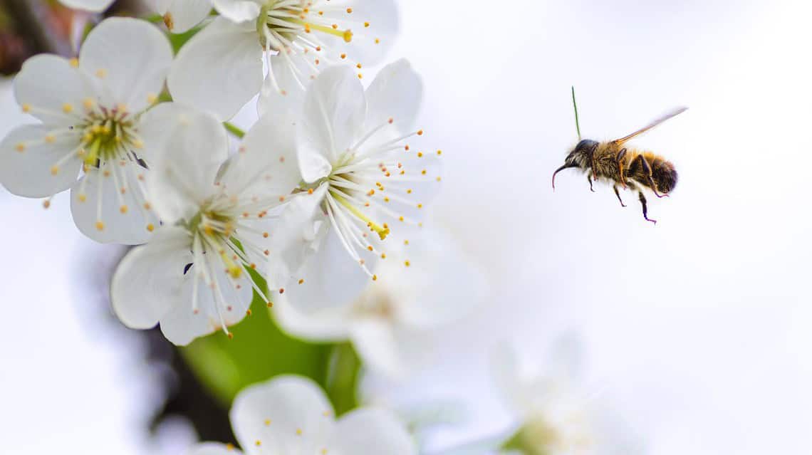 Operation Pollination