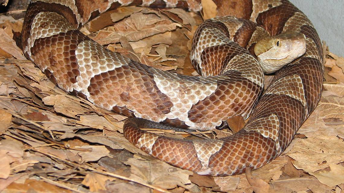 Snakes At Arabia Mountain: How To Identify And What To Do If You See One