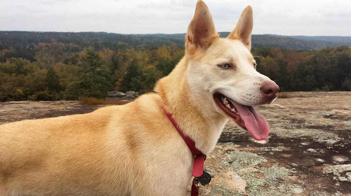 are dogs allowed at arabia mountain