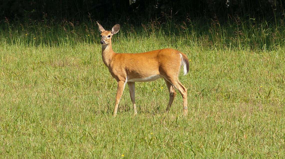 Panola Mountain State Park