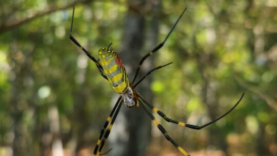 What’s With All Of Those Golden Spiders?